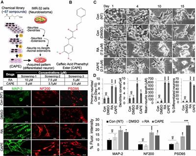 Identification of Caffeic Acid Phenethyl Ester (CAPE) as a Potent Neurodifferentiating Natural Compound That Improves Cognitive and Physiological Functions in Animal Models of Neurodegenerative Diseases